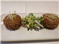 crab cakes